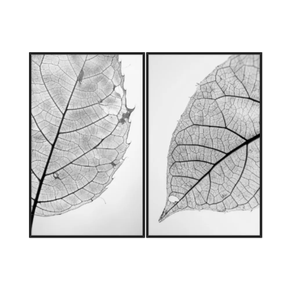 Kit Quadros Decorativos Folha Raio X