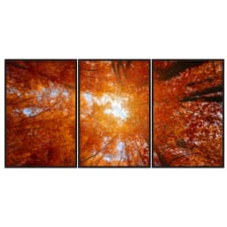 Kit Quadros Decorativos Árvore Laranja